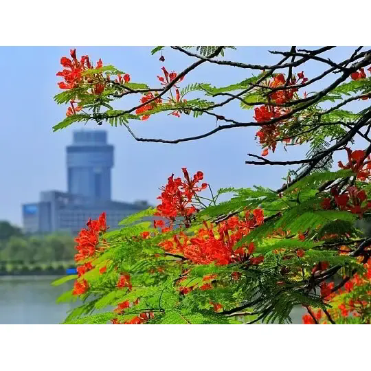 Cum creează Royal Poinciana peisaje tropicale uimitoare? Cum creează Royal Poinciana peisaje tropicale uimitoare?