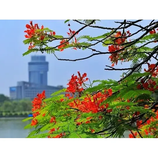 De ce linerele Royal Poinciana cultivate în containere maximizează succesul peisajului? De ce linerele Royal Poinciana cultivate în containere maximizează succesul peisajului?
