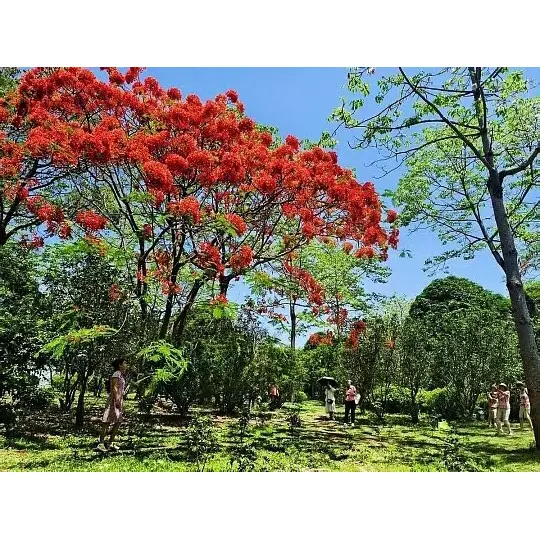 Cum arborii de Poinciana regale în ghiveci extind acoperirea pieței pentru angrosistii de plante? Cum arborii de Poinciana regale în ghiveci extind acoperirea pieței pentru angrosistii de plante?