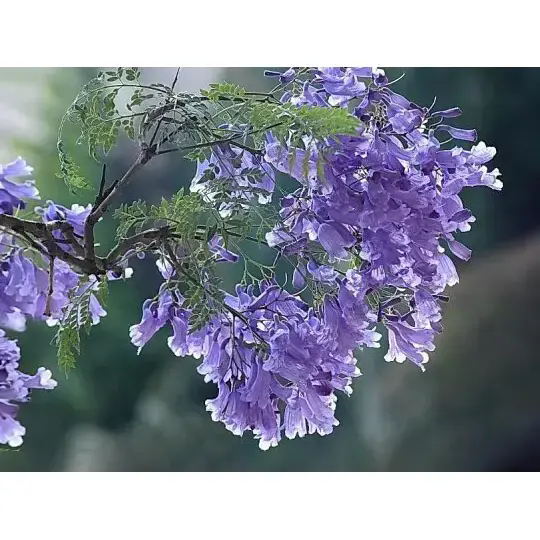 Cum creează un copac Jacaranda peisaje uimitoare și frumusețe de lungă durată? Cum creează un copac Jacaranda peisaje uimitoare și frumusețe de lungă durată?