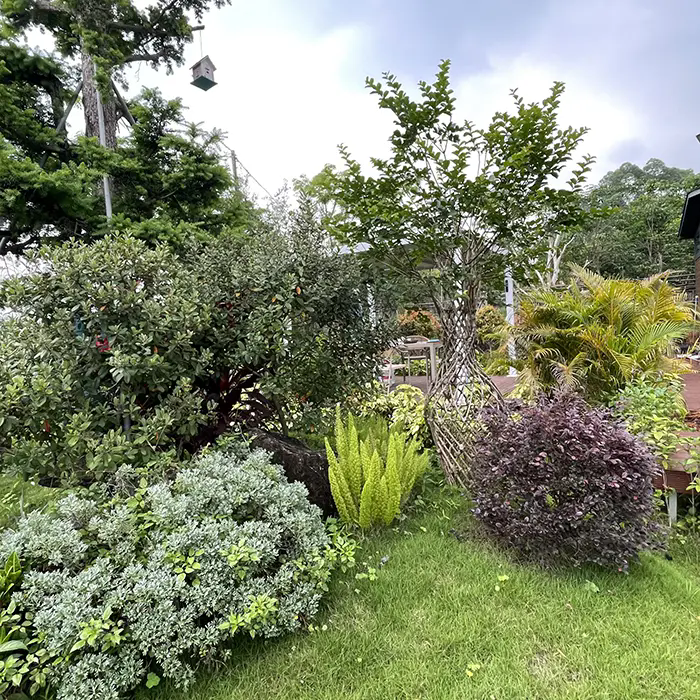 Cum creează Crape Myrtle un peisaj uimitor și fără întreținere? Cum creează Crape Myrtle un peisaj uimitor și fără întreținere?