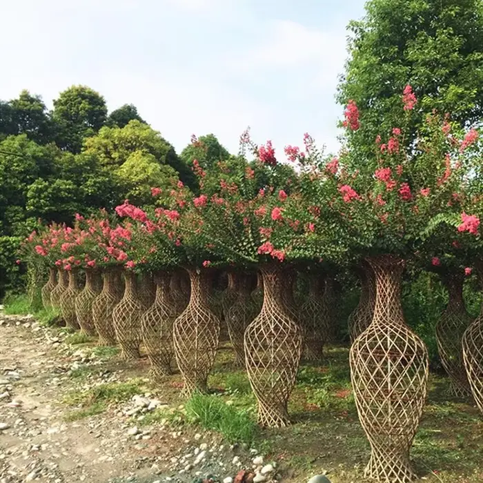 Arborele Bonsai Mirt Crape