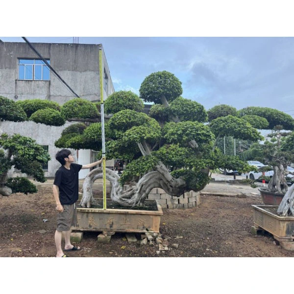 Arborele Bonsai Ficus Microcarpa