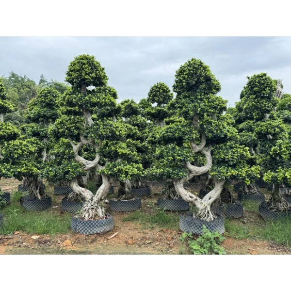 Pomi Strada Ficus Microcarpa