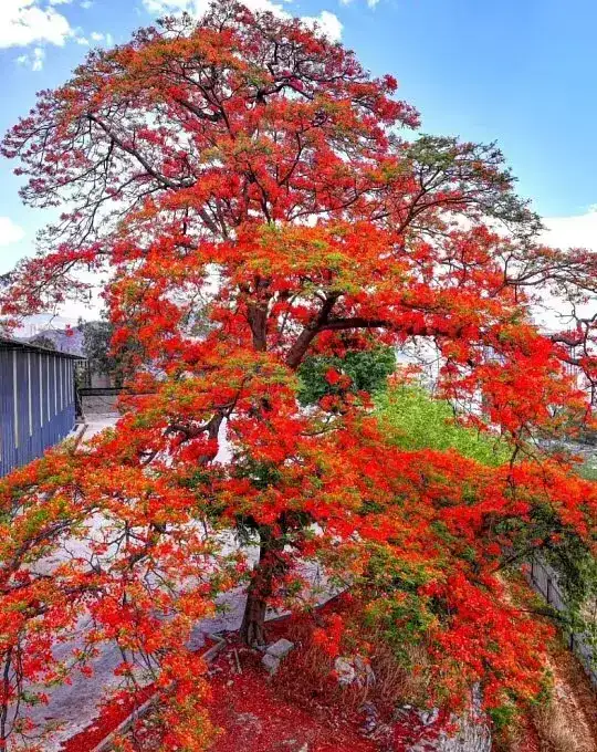 Royal Poinciana Liners