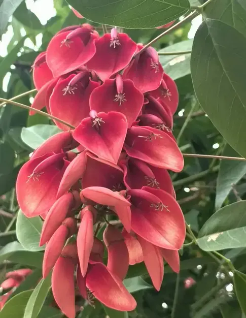 Cockscomb Coral Tree Liners