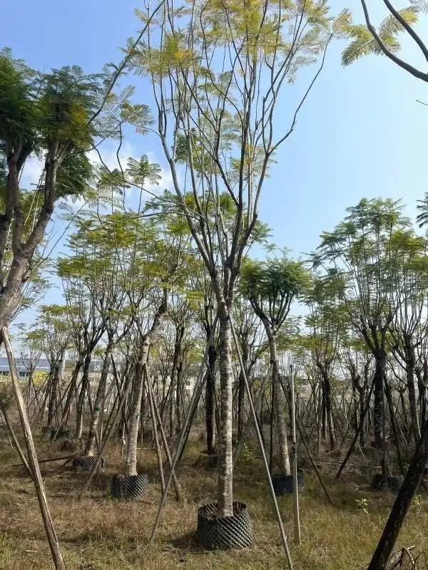 Specimen Jacaranda Tree