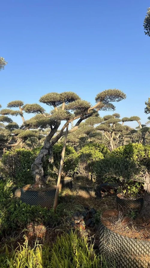Street Olive Tree