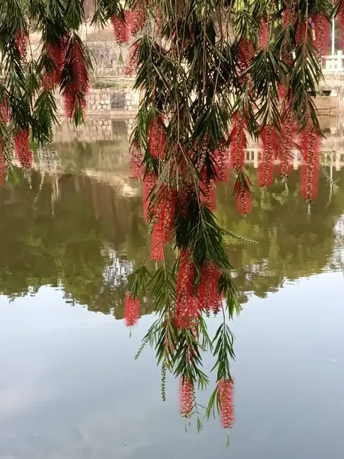 Weeping Bottlebrush Liners