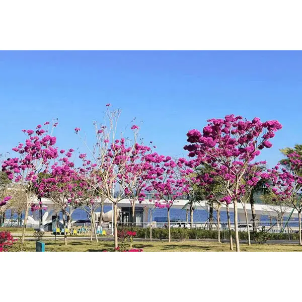 Pink Trumpet Street Trees