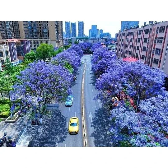 Bonsai Jacaranda
