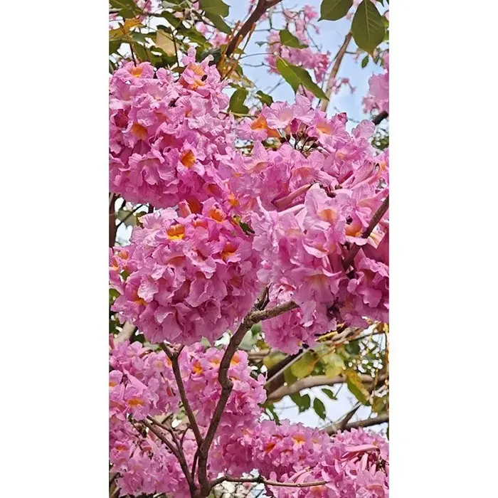 Bonsai de copac cu trompetă violet