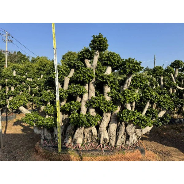 Exemplar Ficus microcarpa Arbore