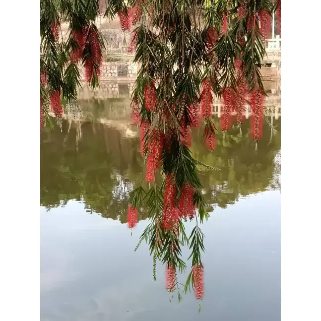 Plângând BottleBrush Strada Copaci